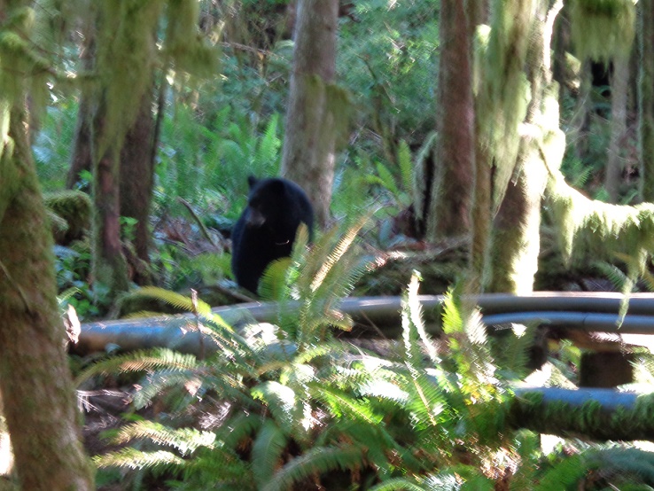 Black Bear on Vancouver Island